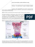 Hormonas Corticoadrenales