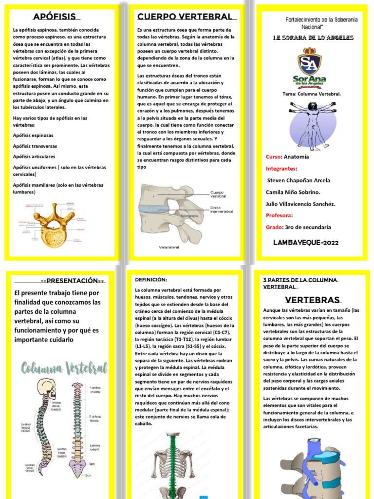 Triptico de Anatomia | PDF | La columna vertebral | Vértebra