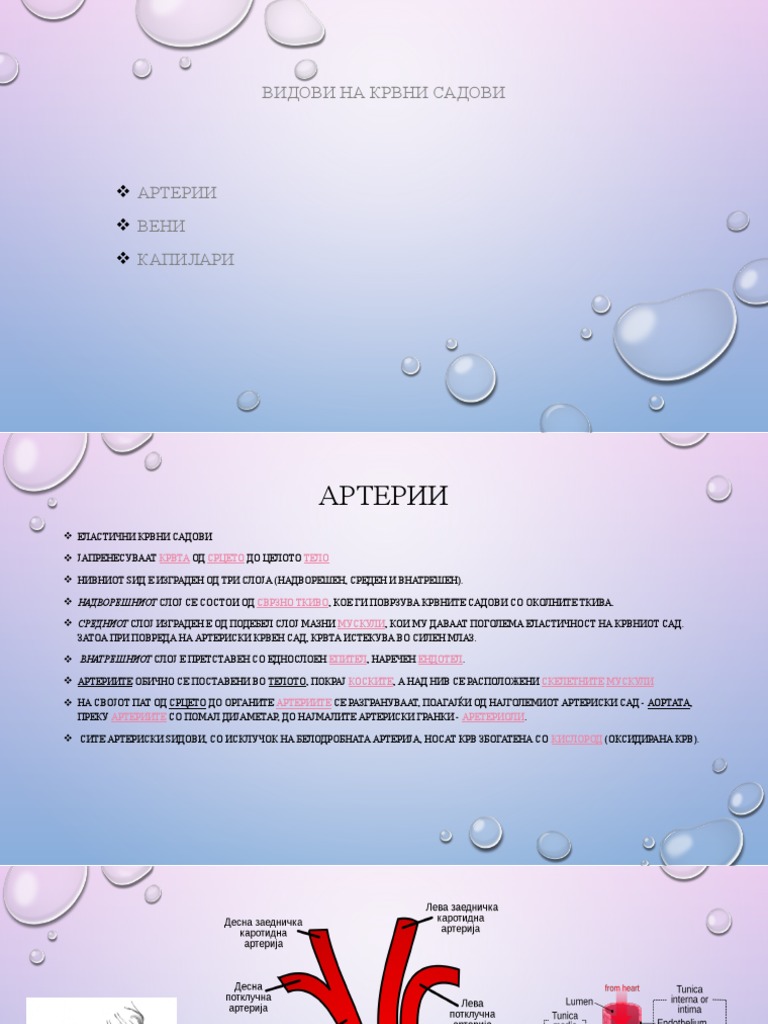 крвни садови | PDF