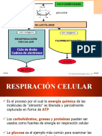 RESPIRACIONCELULAR