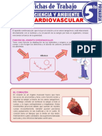 Aparato cardiovascular: función y circulación de la sangre