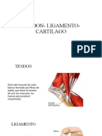 Tendon - Ligamento - Cartilago
