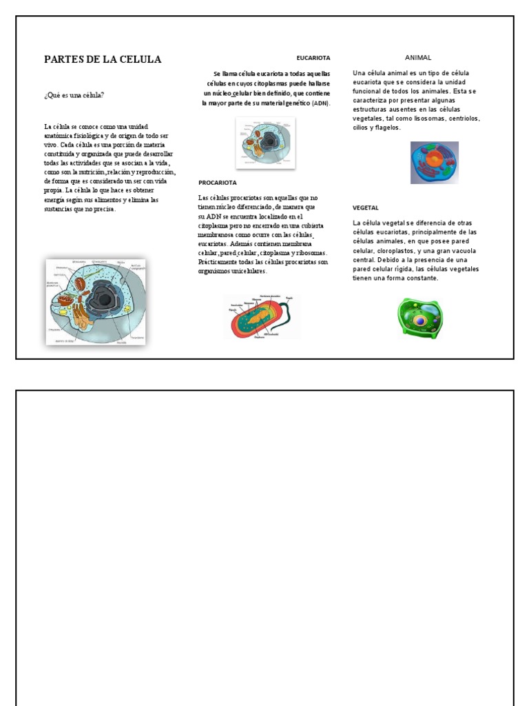 Partes de Células Eucariotas y Procariotas | PDF | Biología Celular ...