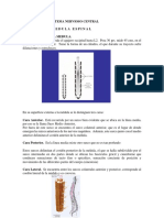 SISTMA NERVIOSO MEDULA ESPINAl NL