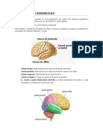 Los Lóbulos Cerebrales