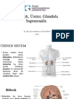 49 SON1 Böbrek, Üreter, Glandula Suprarenalis DİŞ 2