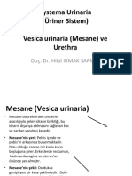 Systema Urinaria