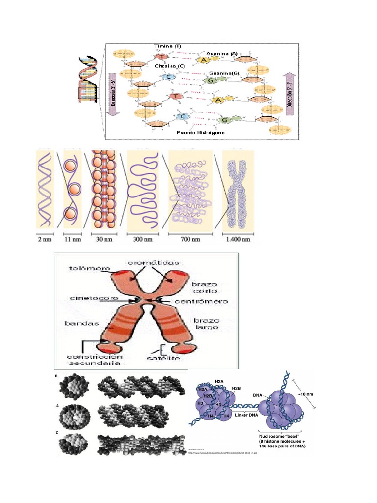 GENETICA | PDF