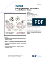 Acharya.2018. RhoA Mechanosensitiive Pahway