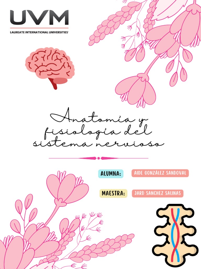 Anatomía y Fisiología Del Sistema Nervioso | PDF | Neurona | Sistema ...