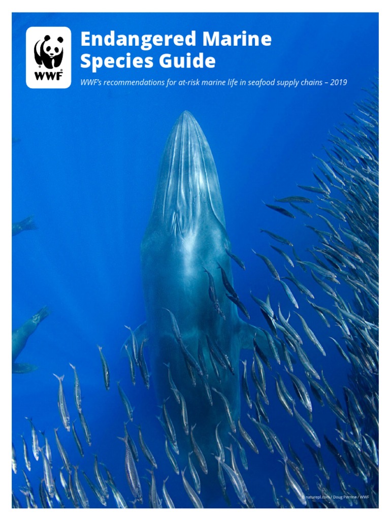 WWF Endangered Marine Species Guide (September 2019) (v3) | PDF | Tuna ...