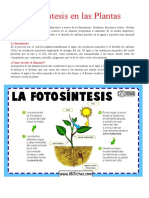 Fotosíntesis plantas proceso 37