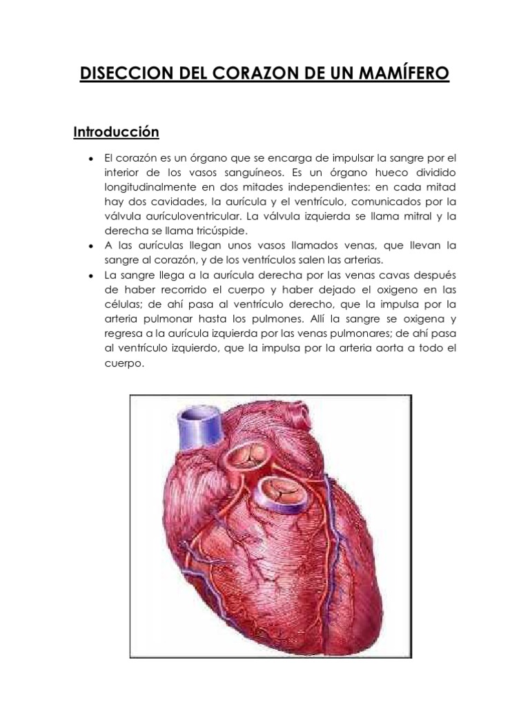 Guía Astrológica Para Corazones Rotos Pdf Gratis