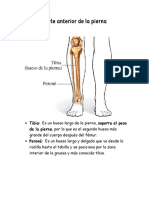 Huesos, articulaciones y músculos de la parte anterior de la pierna