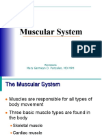 Session 3 - Muscular System
