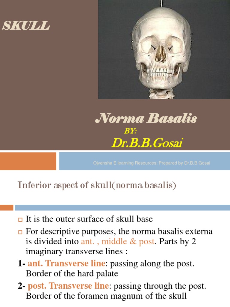 Anatomy of the Norma Basalis Externa | PDF | Anatomy | Human Head And Neck