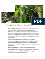 Burung Bidadari Halmahera