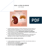 Medula e Córtex Da Adrenal