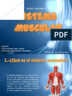 Sistema Muscular