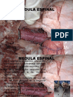 5 Medula Espinal