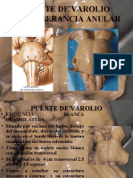 Anatomía del puente de Varolio