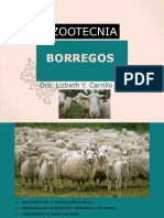 Borrego S