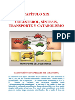 Ochaeta Colesteron, Sintesis Transporte y Catabolismo
