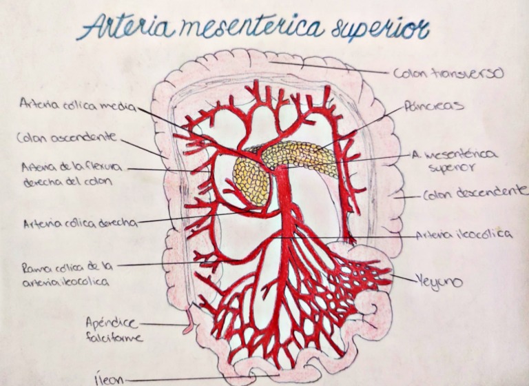 Arteria Mesentérica Superior PDF