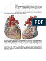 Atlas Anatomia - Circulatório