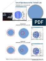 Lab Activity Cell Division