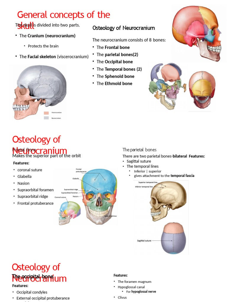 Neurocranium vs. Viscerocranium Overview | PDF | Skull | Human Nose