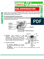 Sistema Reproductor Masculino y Femenimo para Cuarto de Primaria