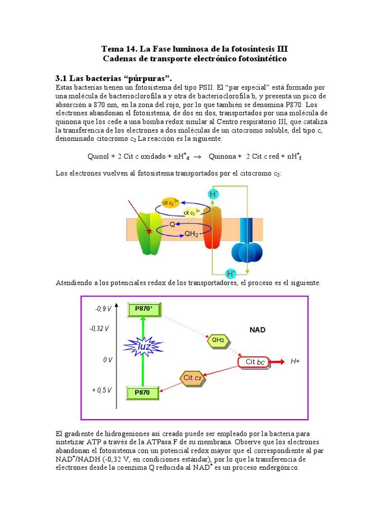 fotosintesis-3-descargar-gratis-pdf-fotos-ntesis-redox