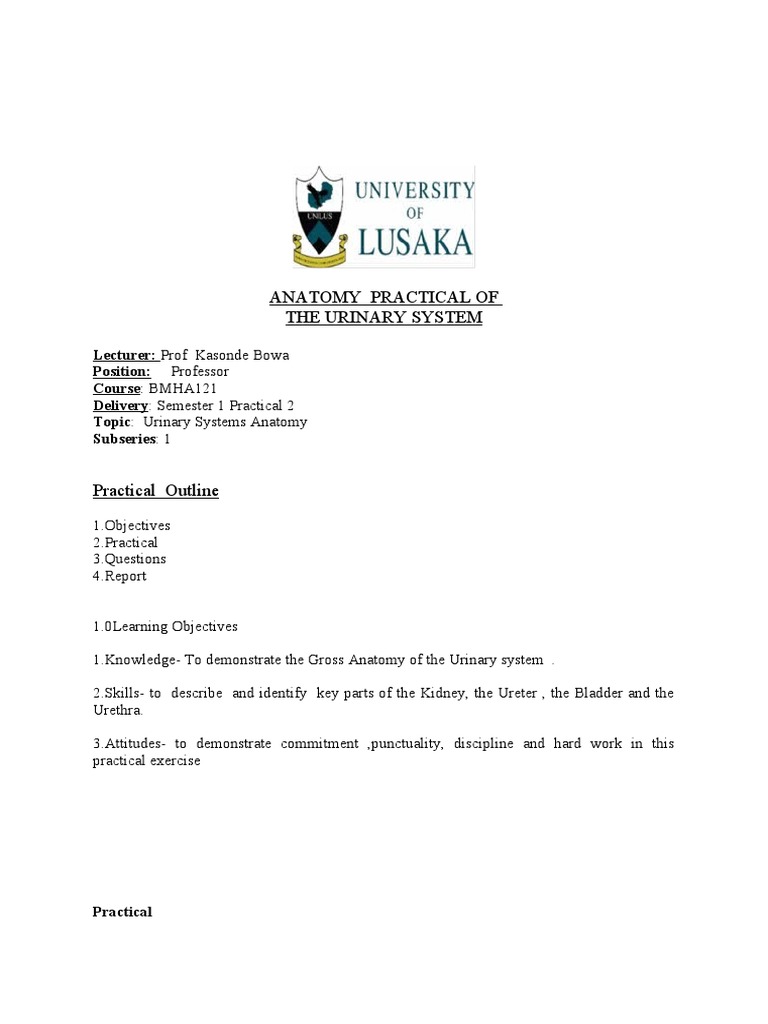 Gross Anatomy Practical of The Urinary System | PDF | Kidney | Urinary