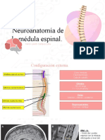 Neuroanatomia de La Médula Espinal