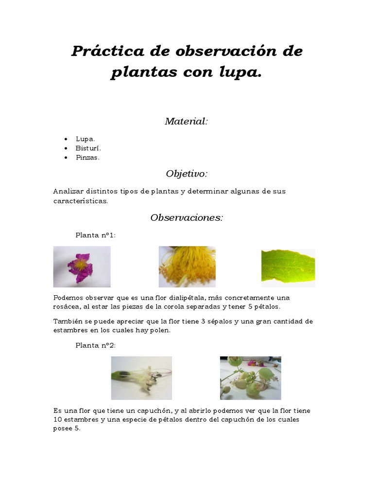 Pretty Host of quiet Practica de Observacion de Plantas Con Lupa | PDF