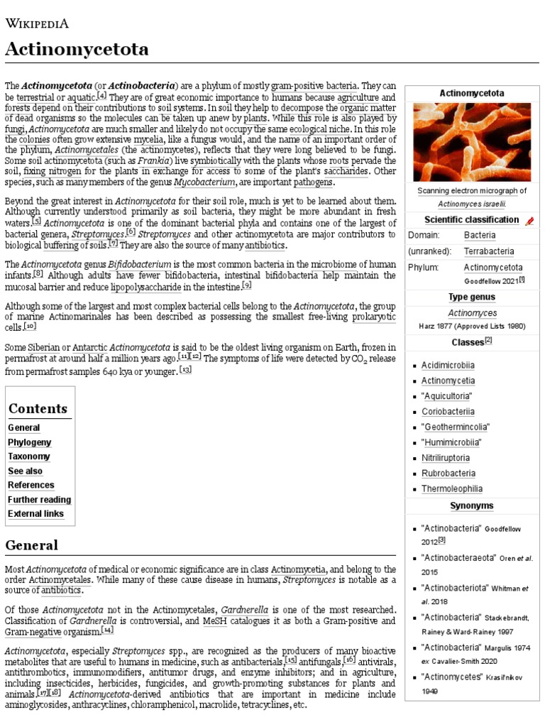 Actinomycetota Wikipedia PDF Prokaryote