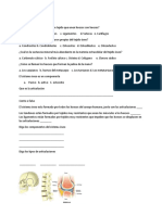 Sistema óseo examen parcial ciencias