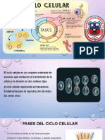 Ciclo Celular