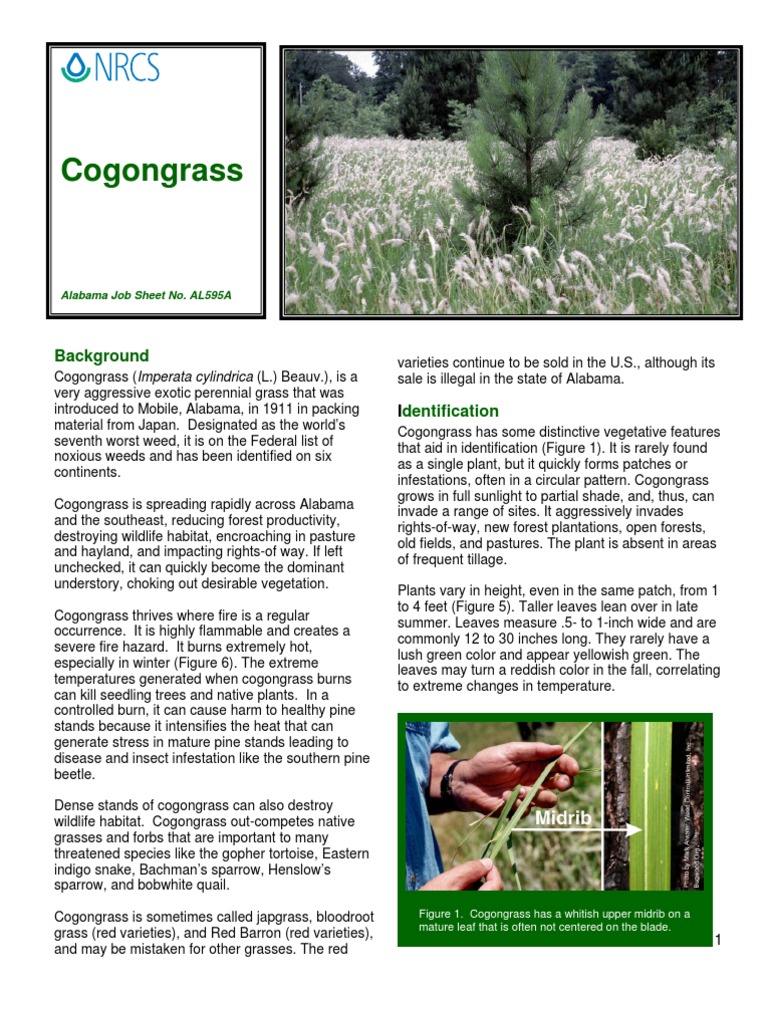 Cogon Grass Herbicide Tillage