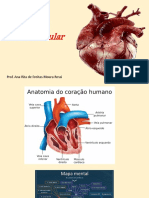 Sistema cardiovascular e circulação sanguínea