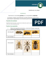 Identificando A Las Abejas