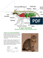 El Gato Doméstico