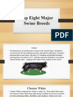 Top Eight Major Swine Breeds