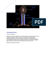 Características de Los Virus