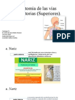 Anatomía de Las Vías Respiratorias (Fisio)