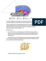 Anatomia 15 Semana Cerebro