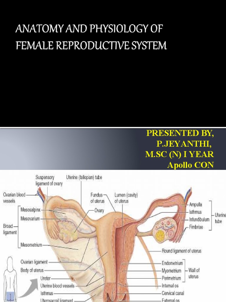 anatomy and physiology of female reproductive system | PDF | Ovary | Uterus