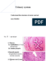 07 Urinary and Male Reproductive 2