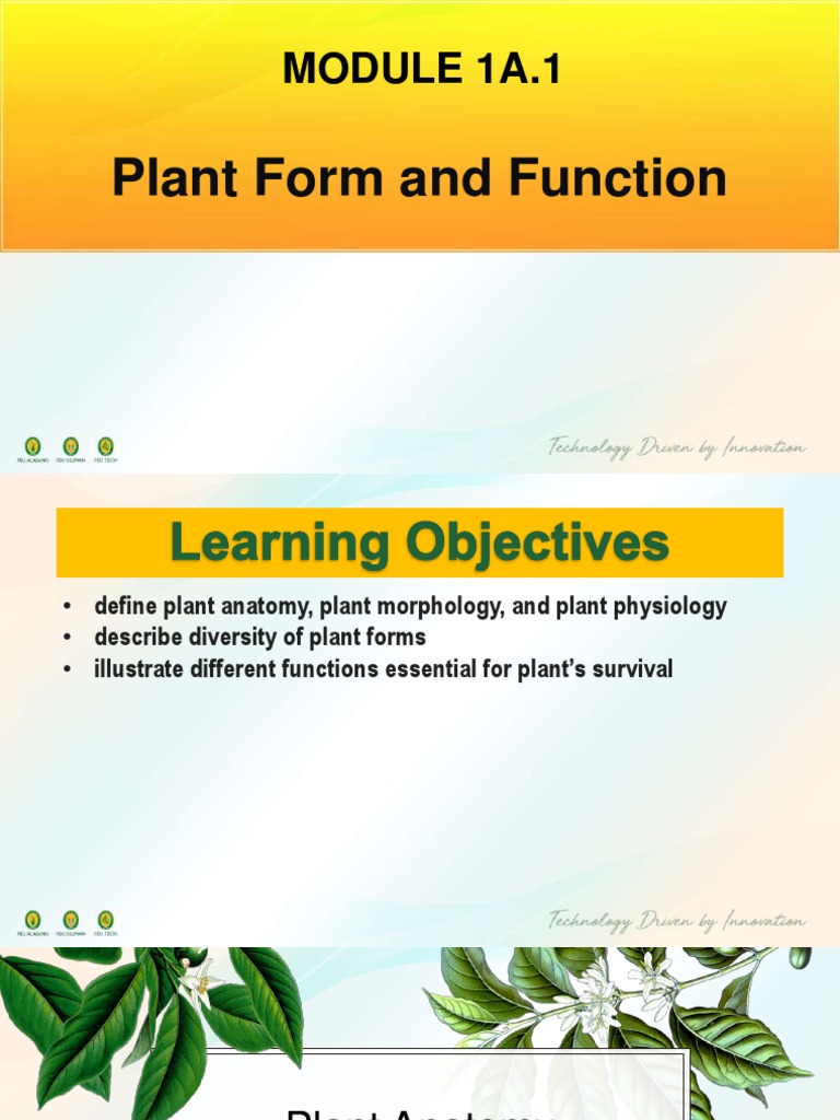 Understanding Plant Form and Function | PDF | Leaf | Plant Stem